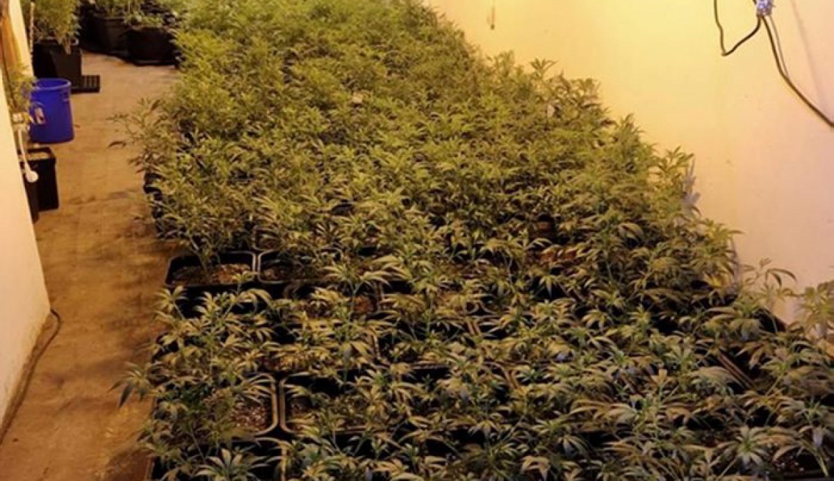 Decomissen més de 9.000 plantes de marihuana en un local de Barcelona