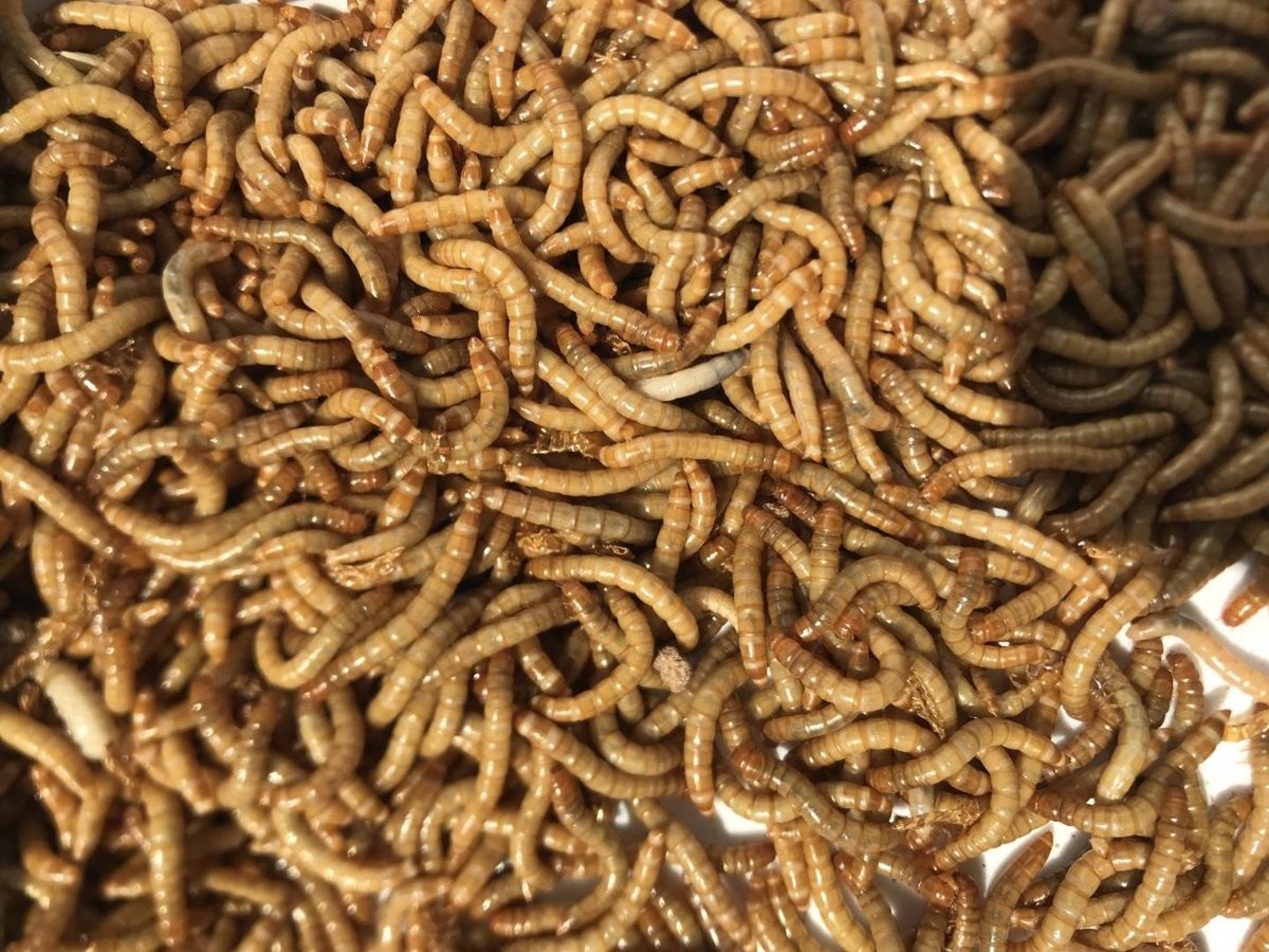 El primer insecte validat per consumir arriba als restaurants i supermercats