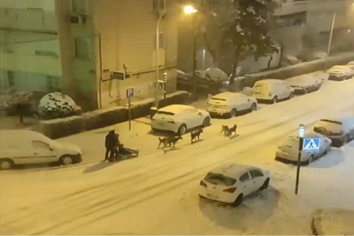 VÃDEOS Un trineu estirat per gossos  es passeja pels carrers nevats de Madrid