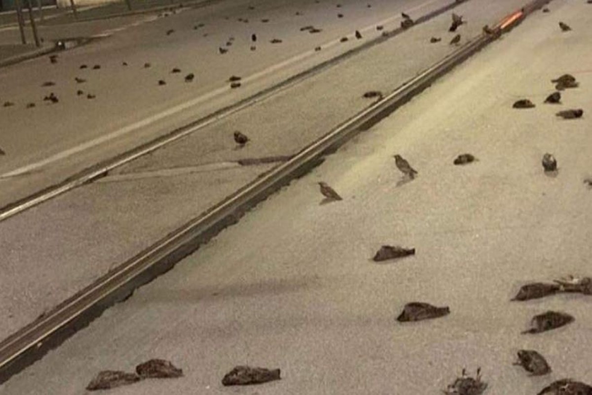 Imatge dels ocells morts a Roma - OITA