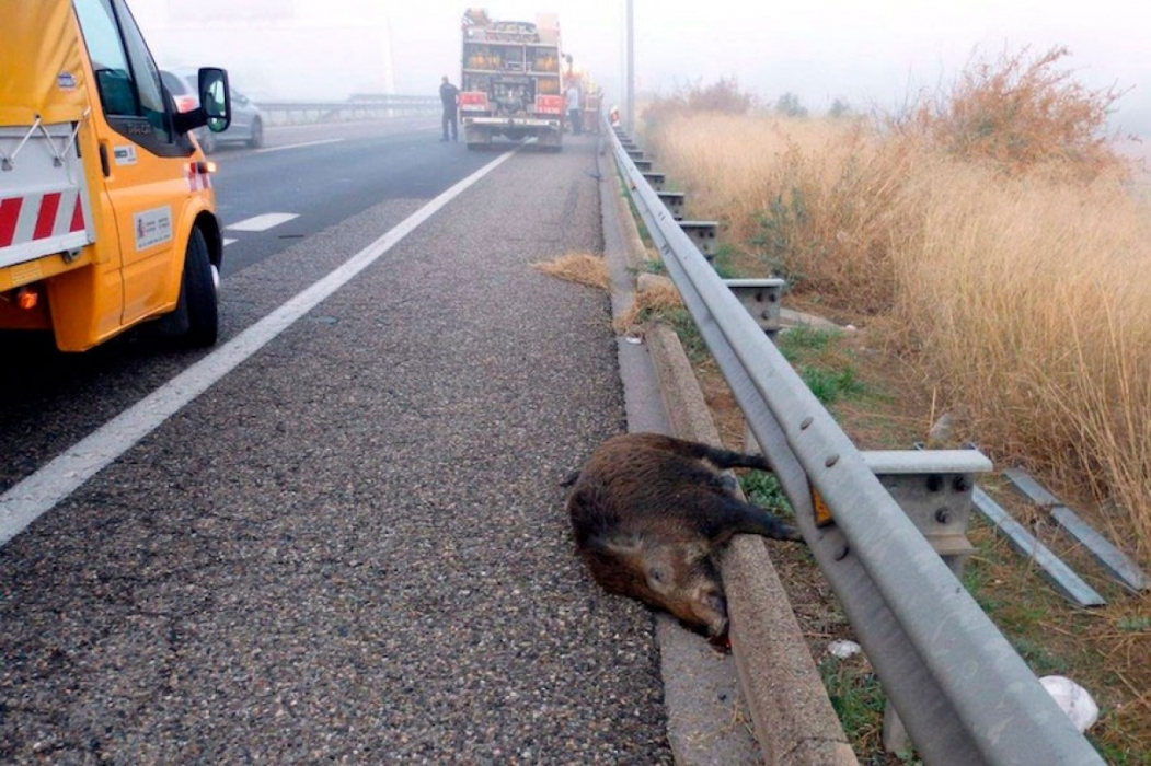 Dos turismes xoquen amb uns senglars a Riner