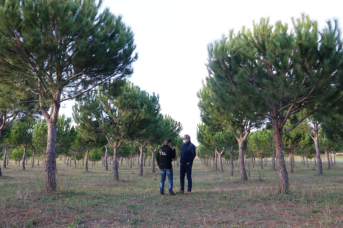 El tècnic del Consorci Forestal Josep Maria Tusell, i el productor d'Arenys d'Empordà, Carles Vaello, als terrenys de pi pinyer - ACN