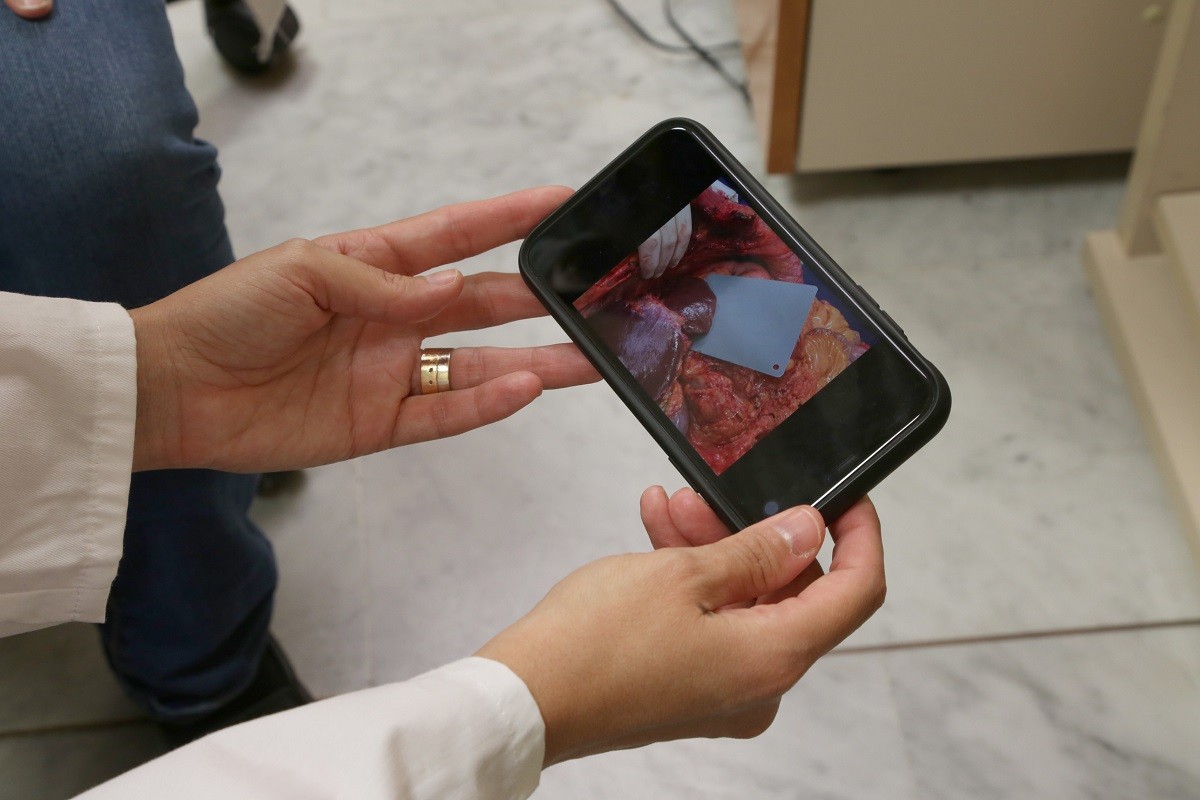 L'eina d'intel·ligència artificial Livercolor - ACN