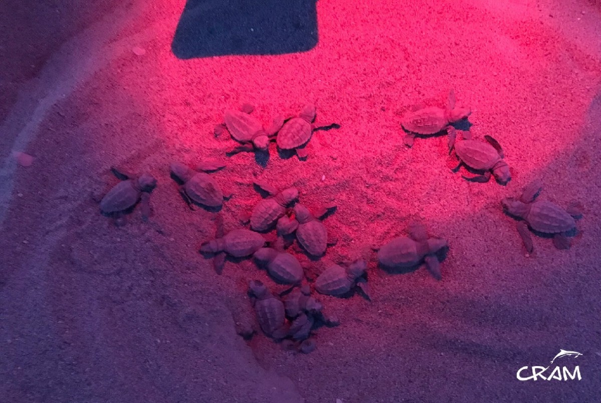 Neixen 40 cries en la segona nit d'eclosió del niu de tortuga careta de Barcelona