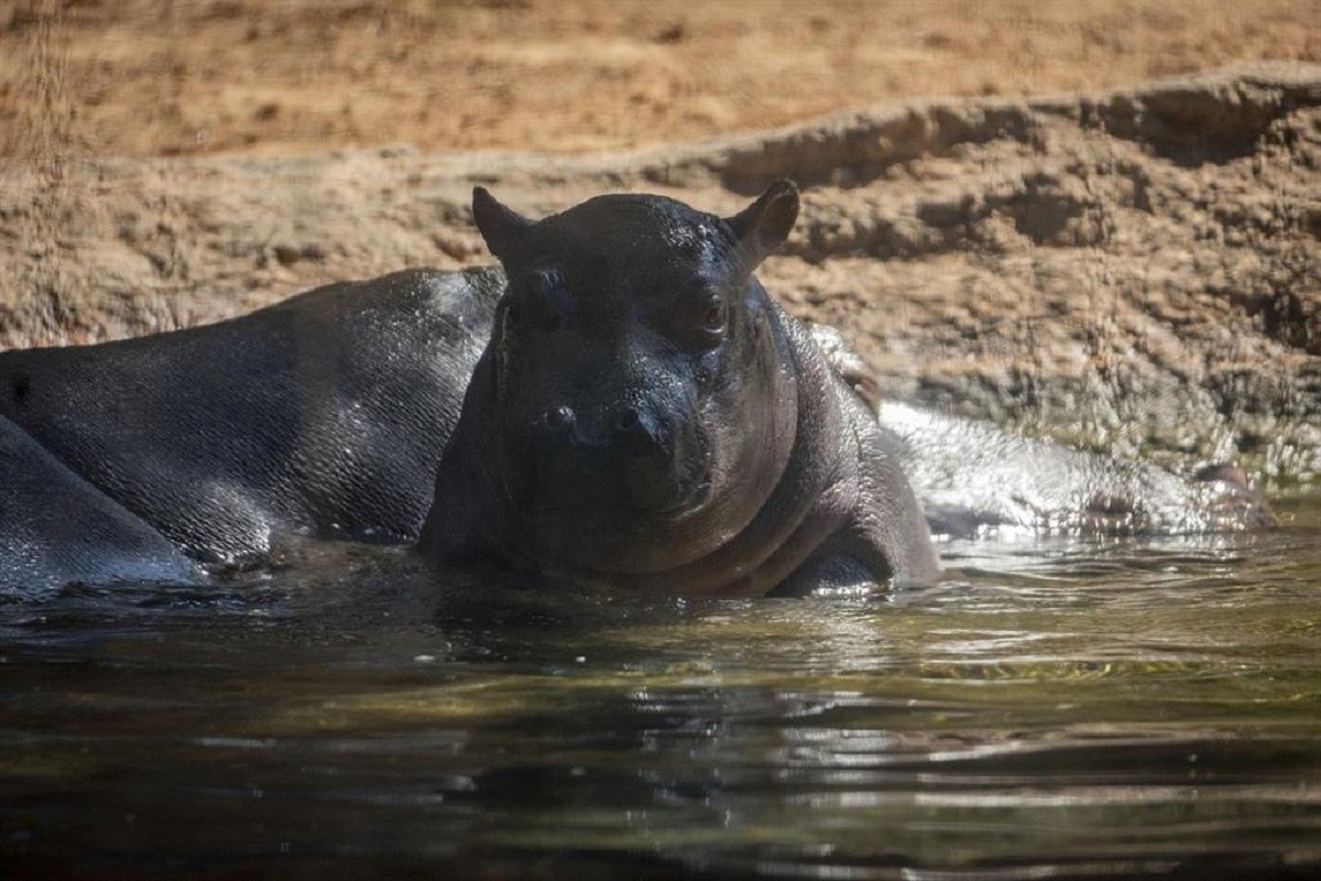 Gori, la cria d'hipopòtam del Bioparc València compleix tres mesos 