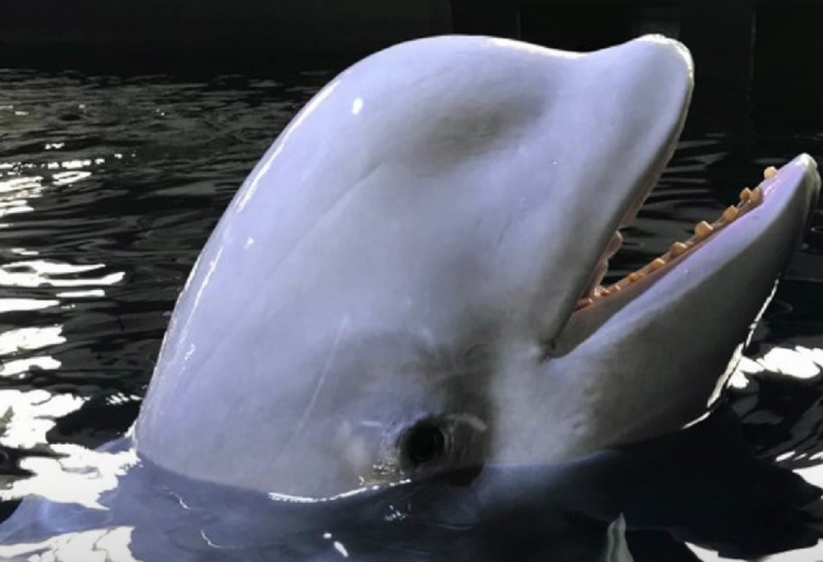 VÃDEO La nova vida en llibertat de dues balenes beluga a Islàndia