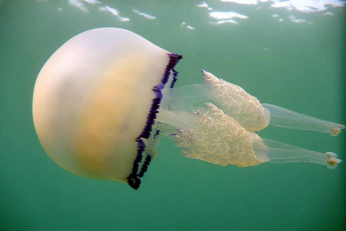 El truc de la targeta de crèdit per netejar les picades de medusa
