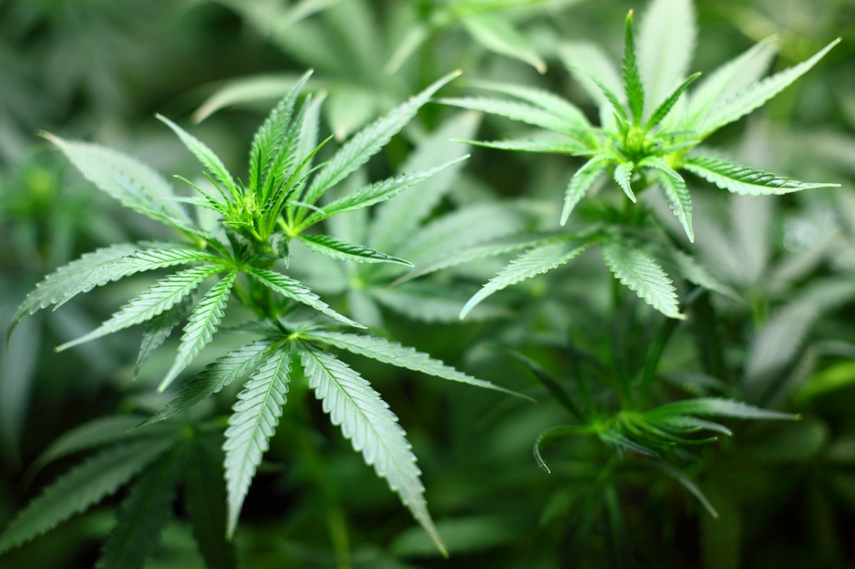 Primer país de la UE que legalitza el cànnabis per a ús personal