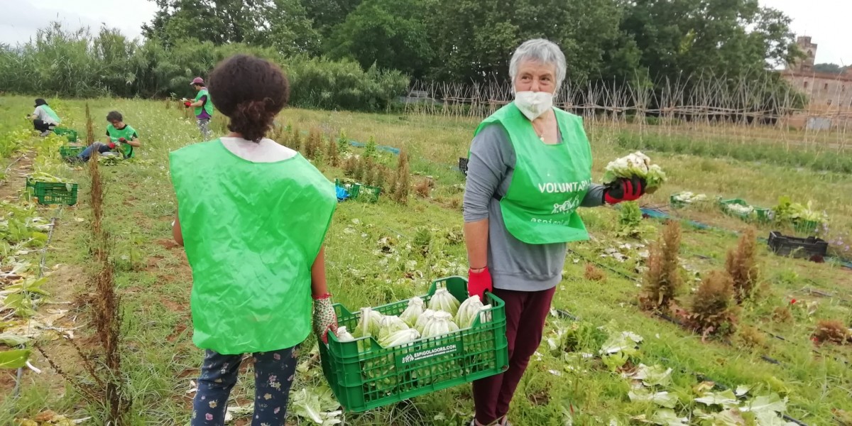 Voluntaris espigoladors amb mascareta - Fundació Espigoladors