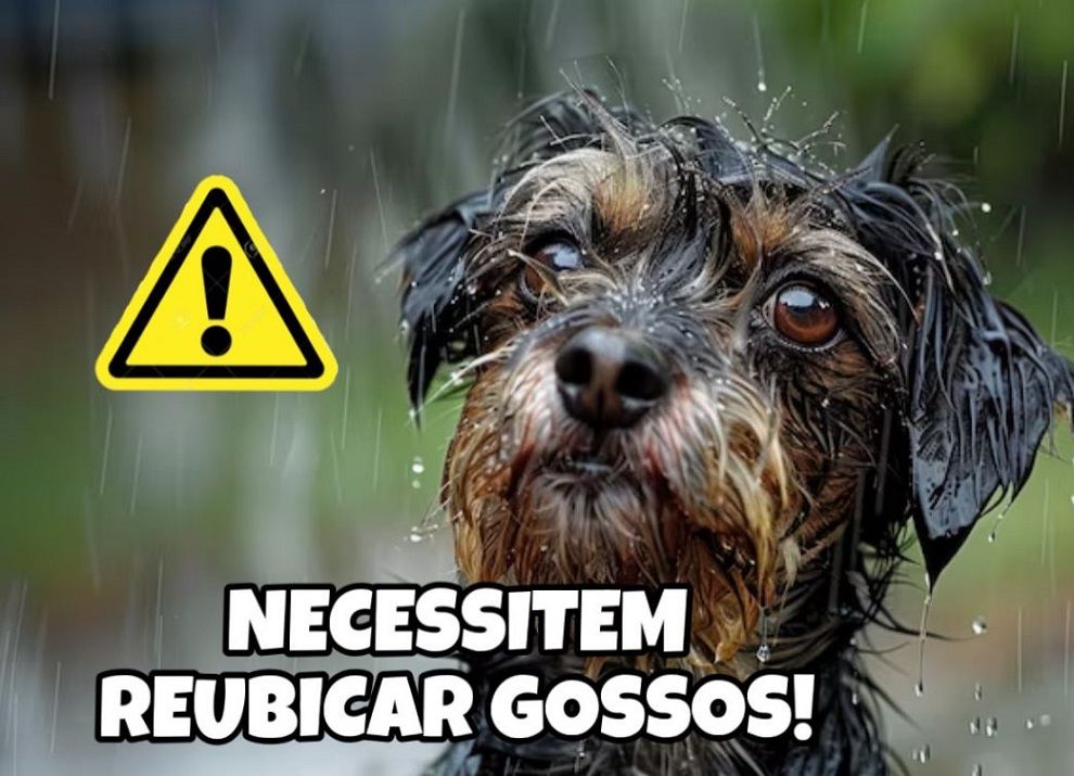 Engrescats fa una crida per reubicar gossos pel risc d'inundació de zones de la protectora