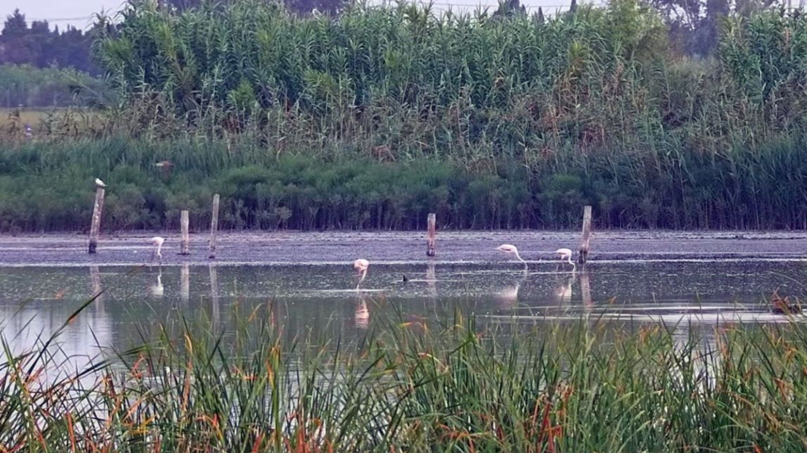 Una càmera en directe les 24 hores permet observar la natura a la Reserva Ornitològica de Riet Vell