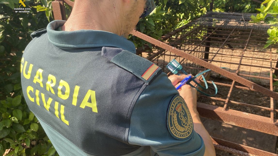 Investiguen un caçador furtiu de Campredó per capturar un porc senglar amb una gàbia trampa