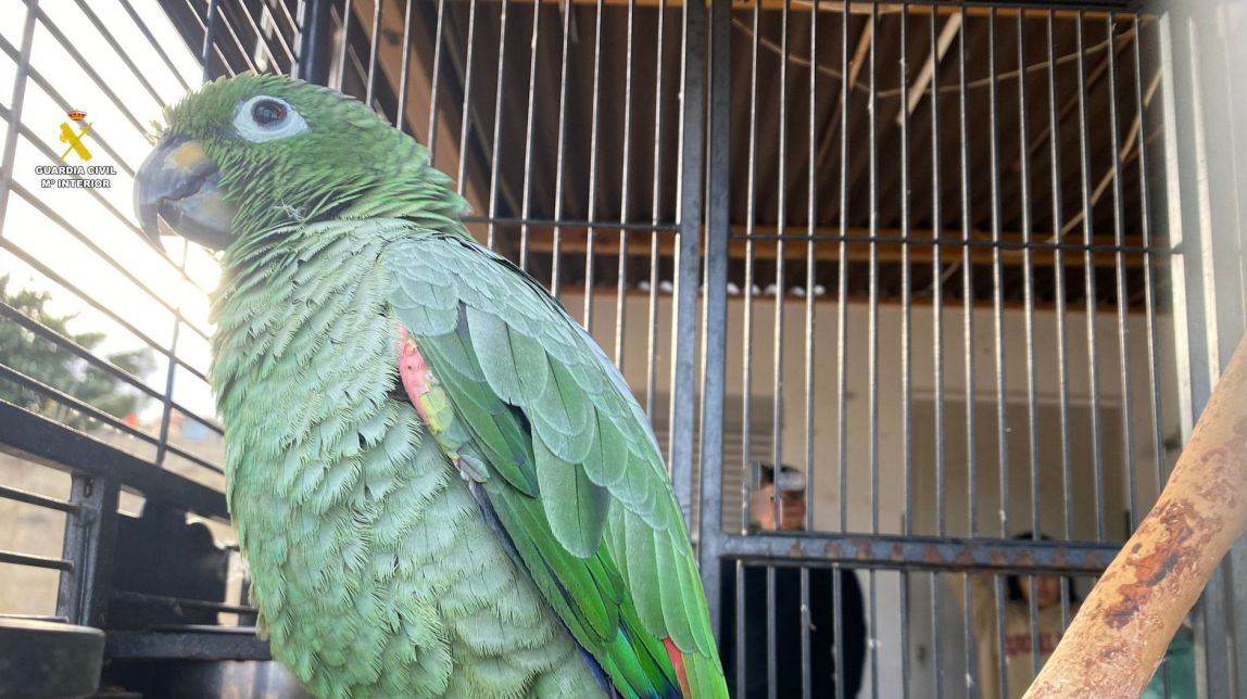 El Seprona intercepta un lloro d'una espècie protegida en una finca de Santa Bàrbara