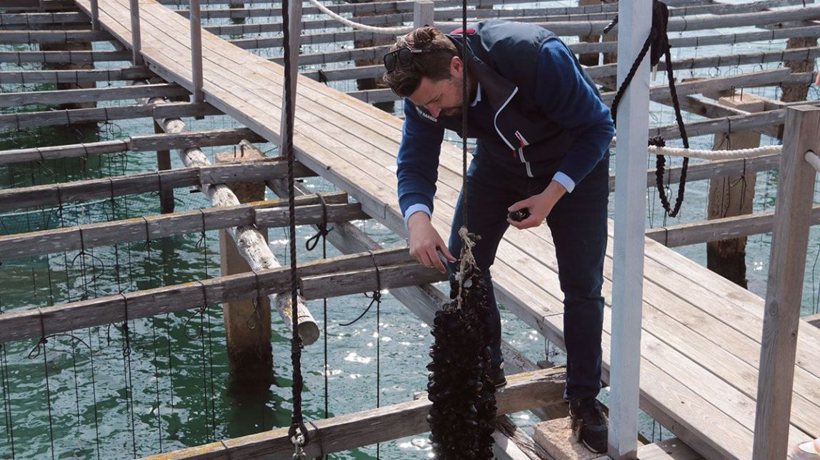 Arranca la primera producció de musclo al Delta de l'Ebre obtinguda en part amb cria provinent de Roses