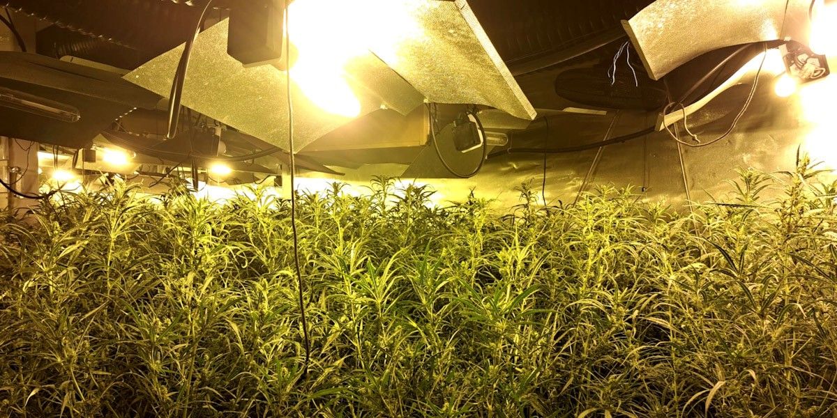 La meitat de l'energia defraudada a les Terres de l'Ebre és per a plantacions de marihuana