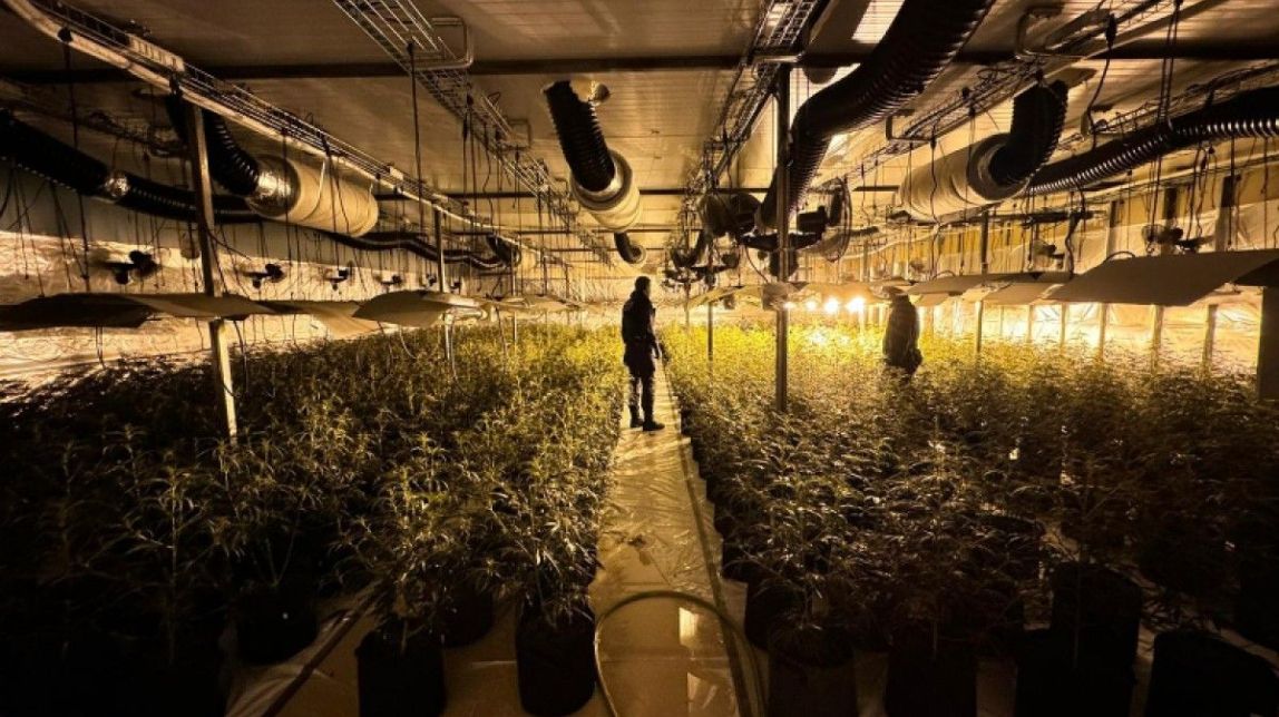 La Policia Local de Tortosa i la Nacional Espanyola detenen tres persones per cultivar marihuana