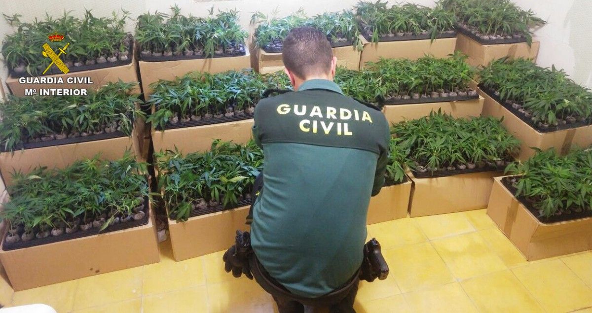 La Guàrdia Civil intercepta una furgoneta carregada amb més de 2.000 esqueixos de marihuana a l'Aldea
