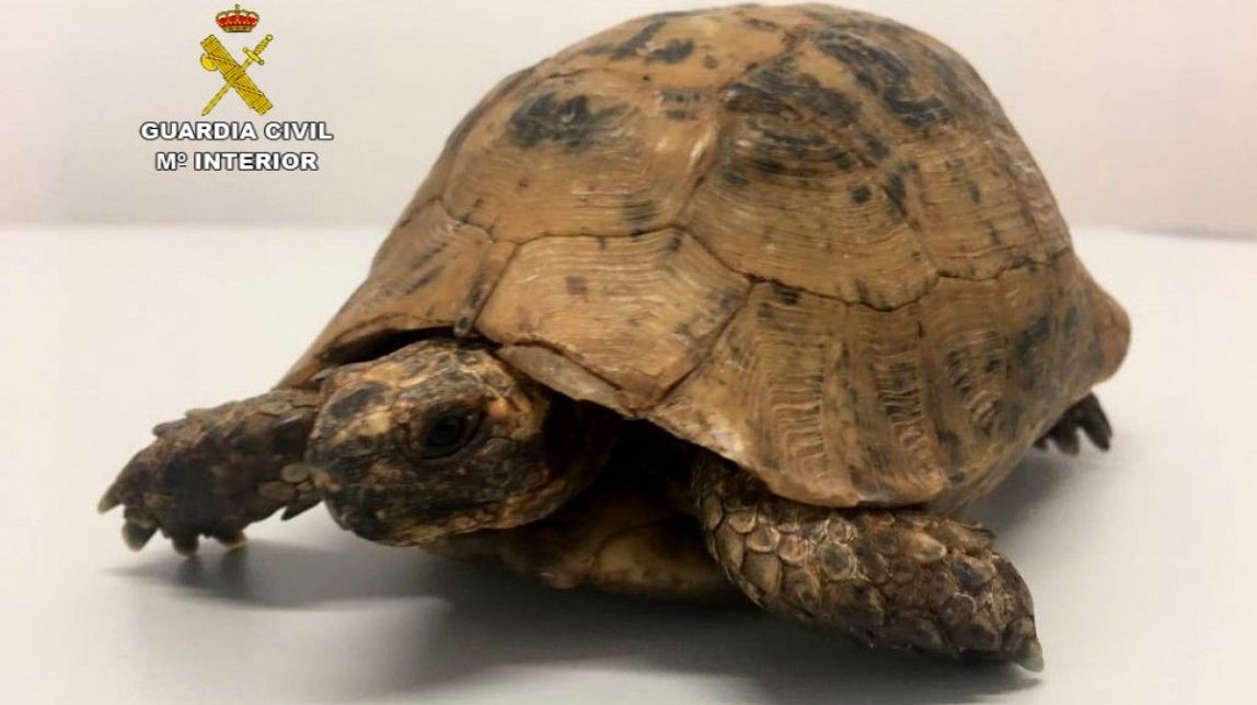 La Guàrdia Civil intervé un exemplar de tortuga mora al Baix Ebre