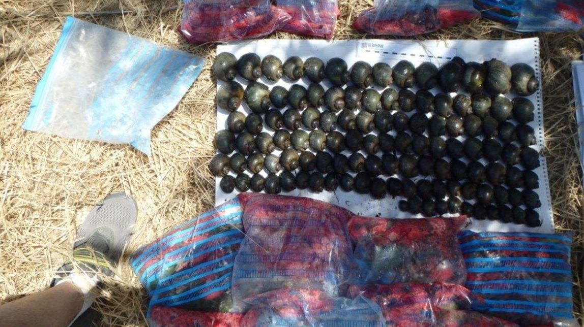 Retirats 167 caragols maçana en la nova campanya de prospeccions a l’Ebre este juliol entre Xerta i Amposta