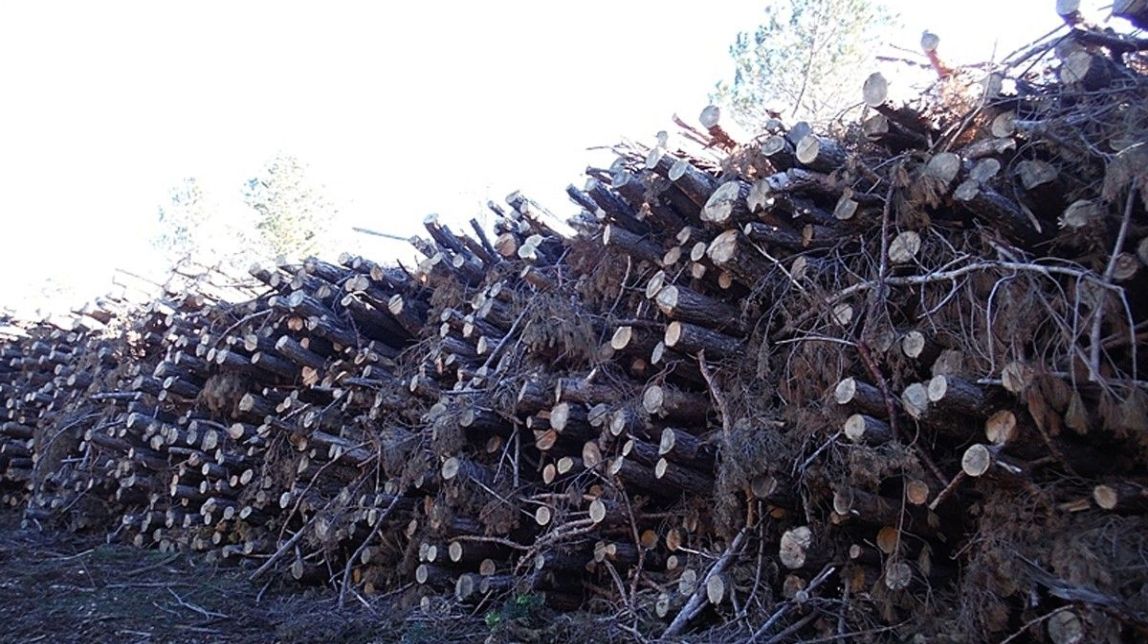 Un grup ecologista denuncia al Govern per irregularitats en una tala de pins al Parc dels Ports
