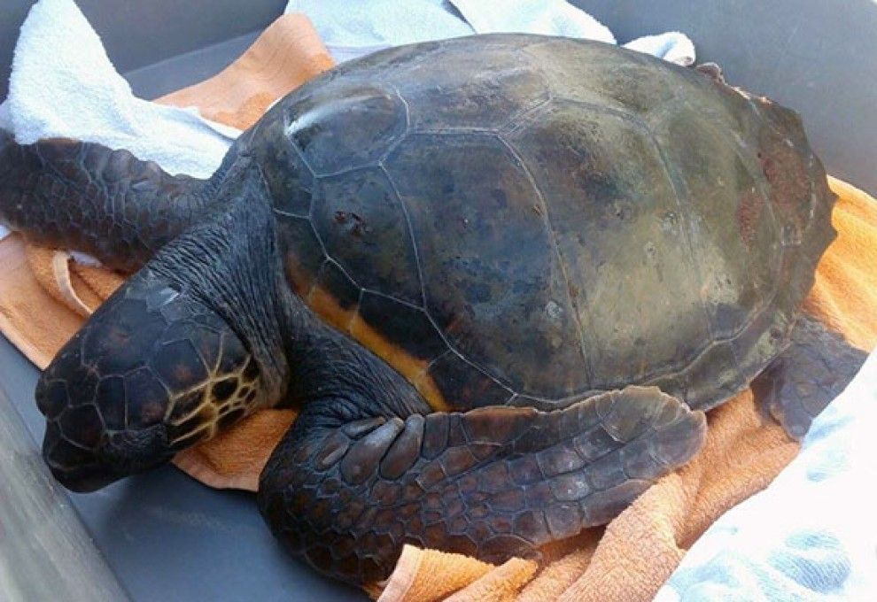 Uns pescadors de l’Ametlla de Mar salven una tortuga babaua atrapada a la xarxa