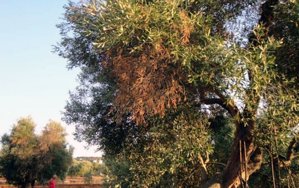 Agricultura demana extremar la precaució davant la nova plaga que afecta les oliveres del sud d'Itàlia