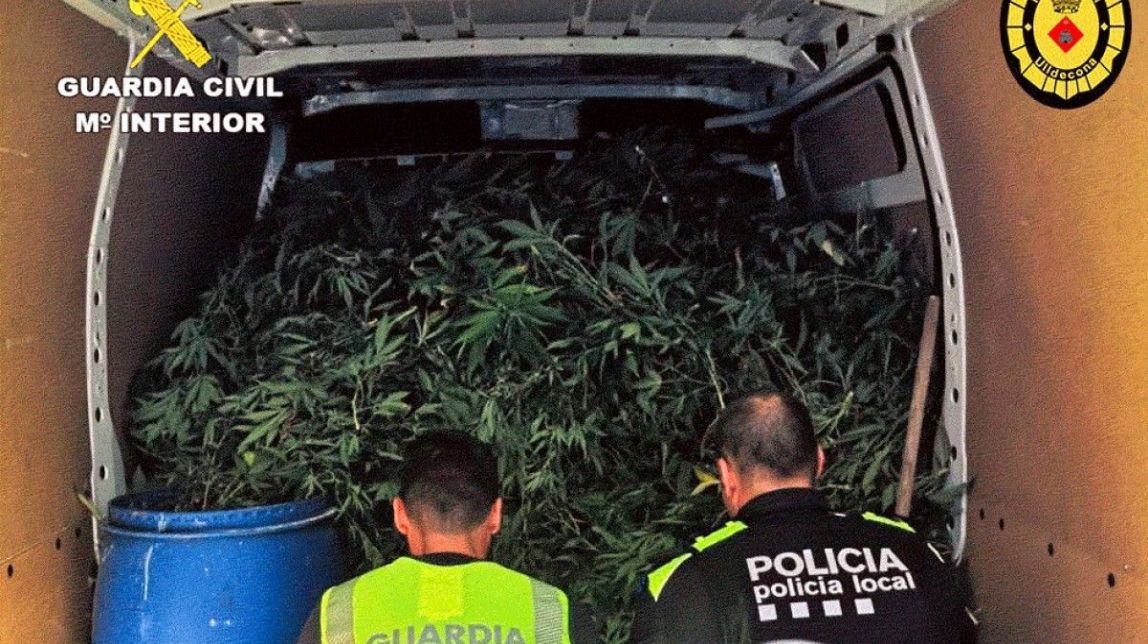 Localitzades 1.300 plantes de marihuana al semisoterrani d'una casa a Ulldecona