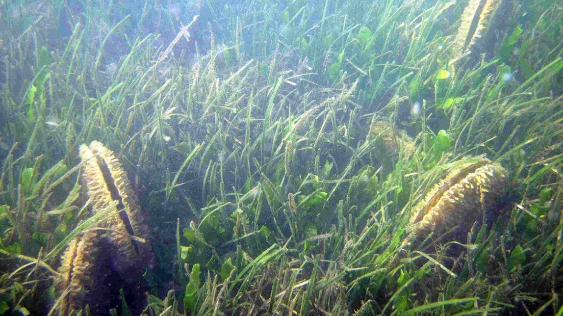 Descobreixen una població sana de nacra a la Badia del Fangar