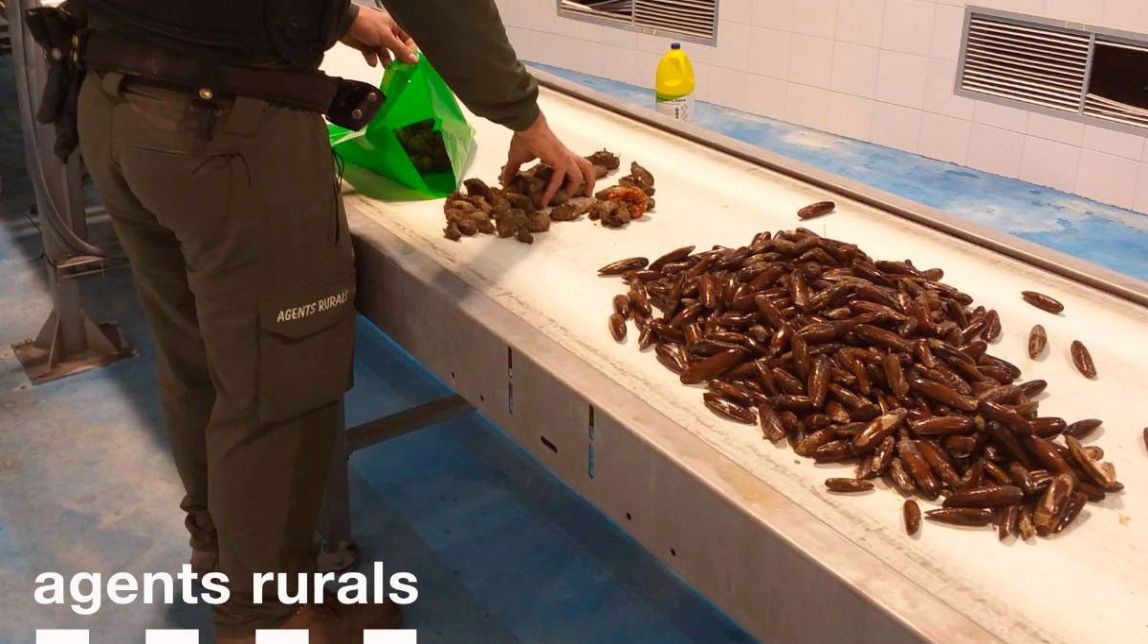Denuncien un mariscador furtiu per extreure dàtils i caixetes per valor de 400 euros a l'Ametlla de Mar