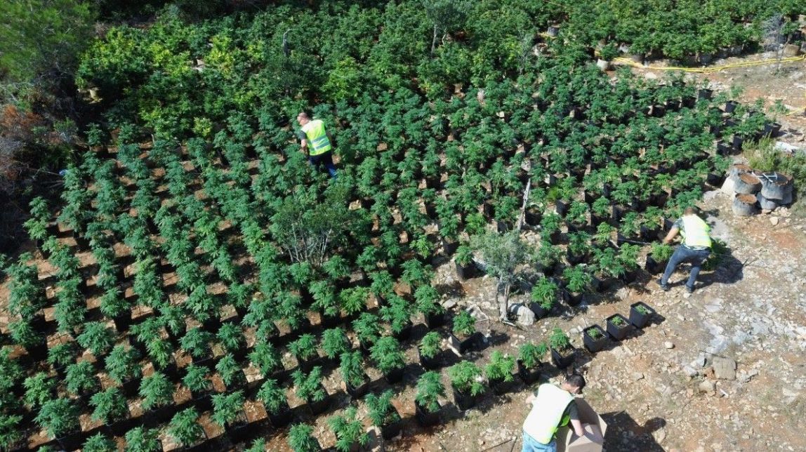 Confisquen 3.500 plantes de marihuana a Vandellòs