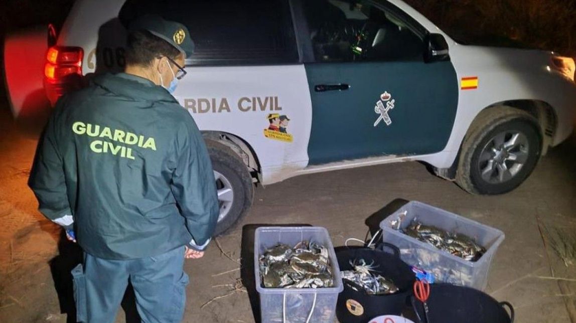 La Guàrdia Civil denuncia 5 persones per la captura il·legal de cranc blau al delta de l'Ebre
