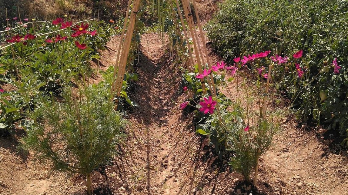 ​El Departament d'Agricultura aposta per la conservació de la biodiversitat cultivada