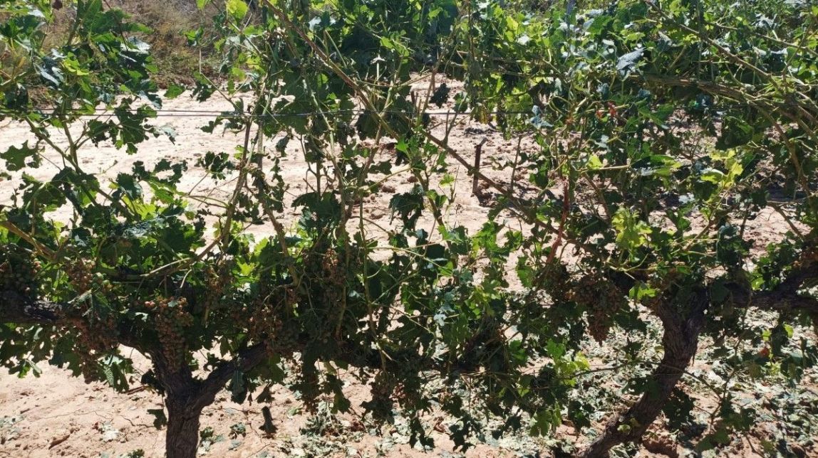 La DO Terra Alta demana a l'administració mesures de suport als viticultors afectats per les pluges
