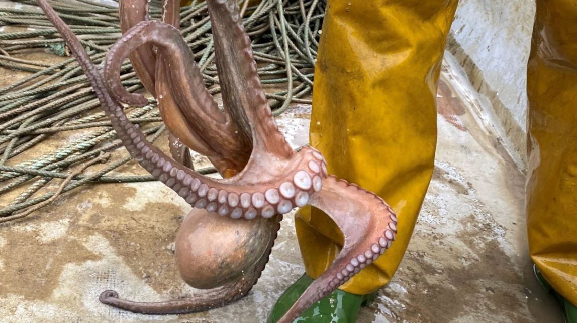 La Generalitat veda per primer cop a tota la costa catalana la pesca del pop roquer durant dos mesos
