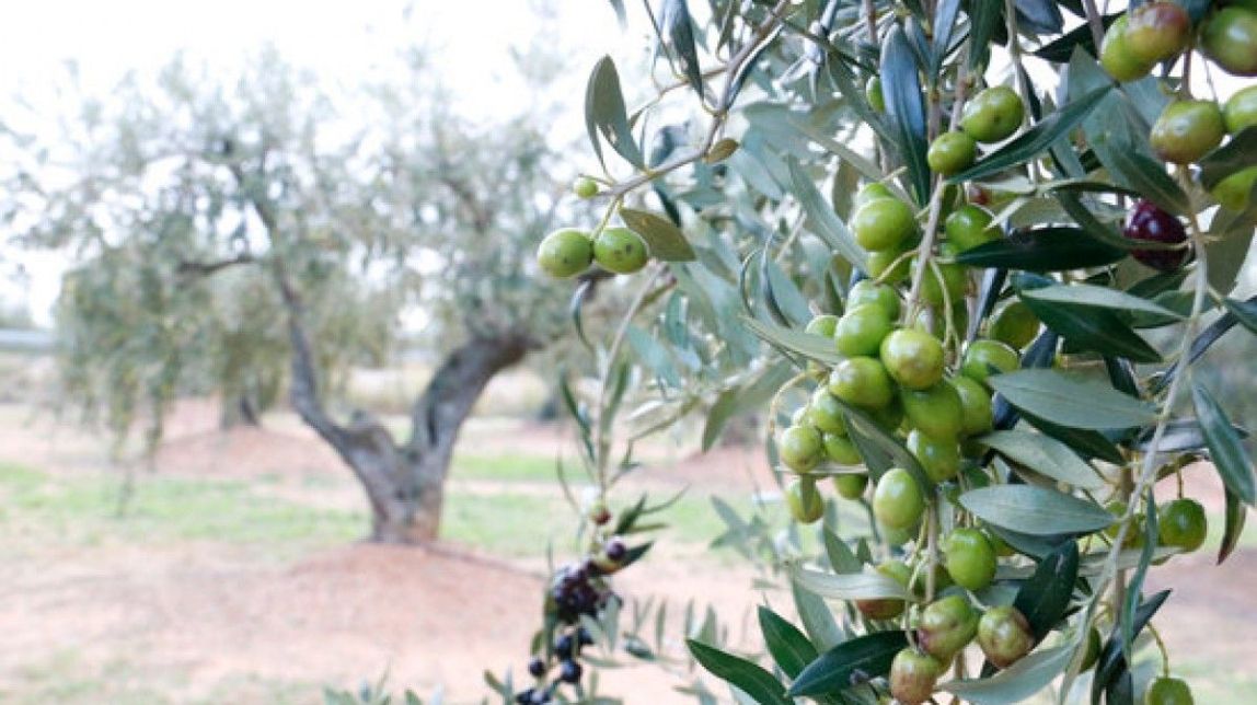 La FCAC preveu una davallada del 33% en la producció d'oli d'oliva respecte la campanya passada
