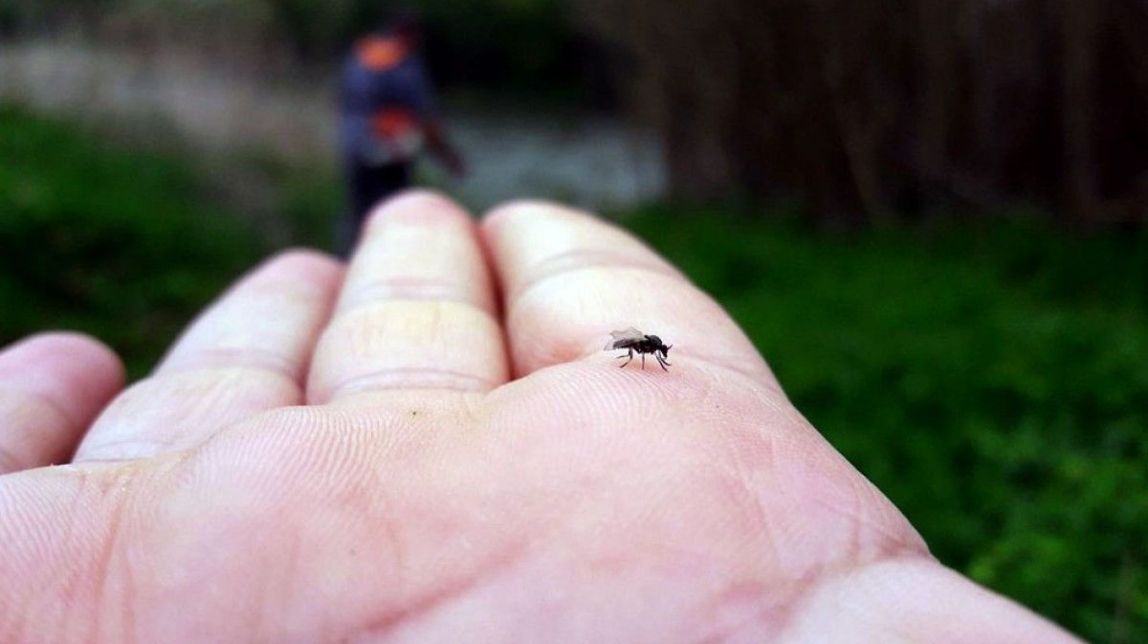 Diversos alcaldes del Baix Ebre reclamen que es recupere la comissió del tractament de la mosca