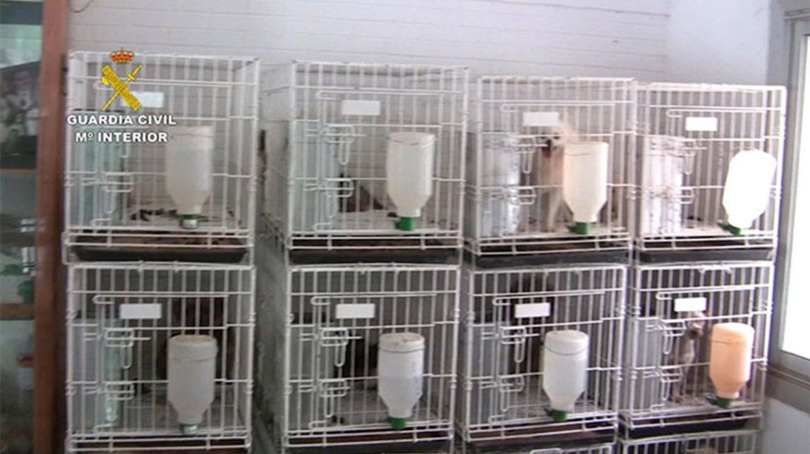 Un detingut a Vinaròs per la cria il·legal d'uns 400 gossos sense cap control veterinari