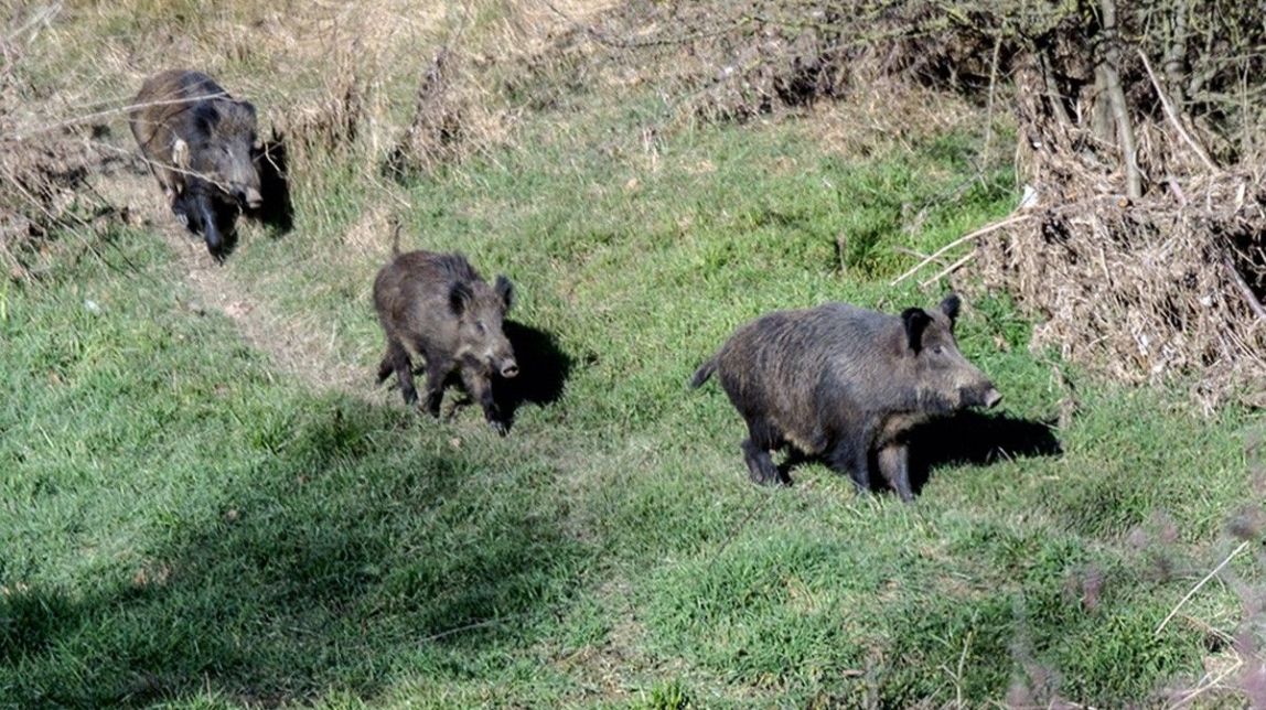 Els caçadors demanen batudes urgents per l'augment de danys al camp per animals salvatges 