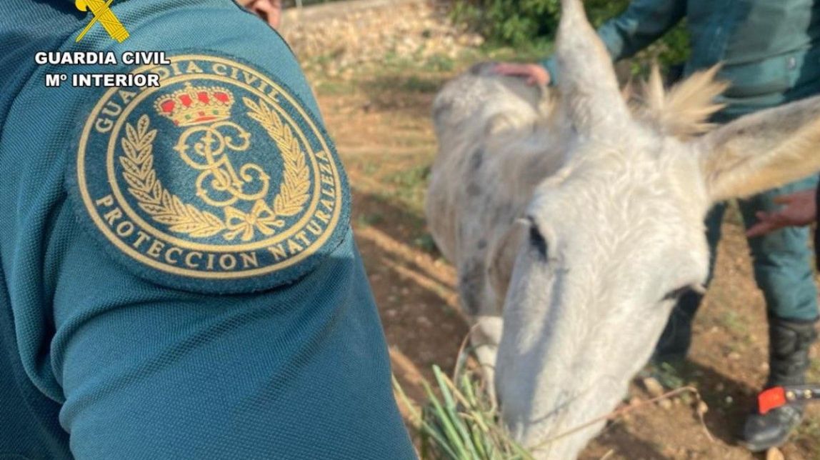 Salven un burro a Aldover desatès perquè la propietària va patir un ictus i ara l'animal espera ser adoptat