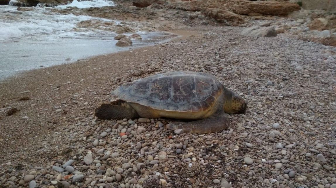 Troben una tortuga morta en una platja d’Alcanar
