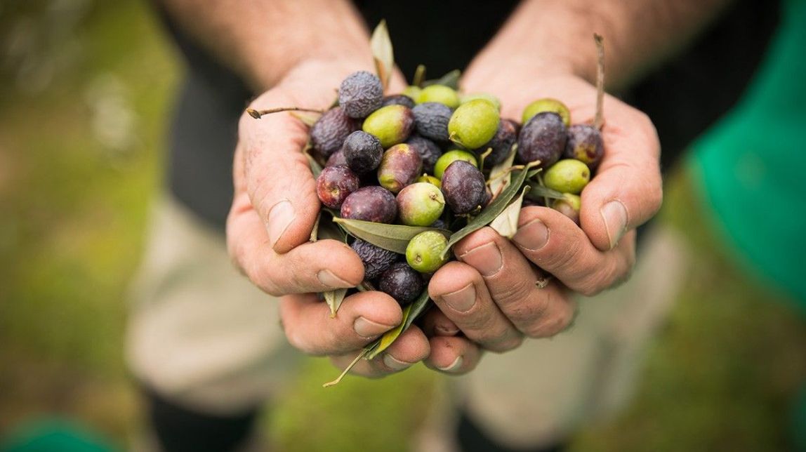 El Baix Ebre promourà la participació de petits productors en fires agroalimentàries o turístiques

