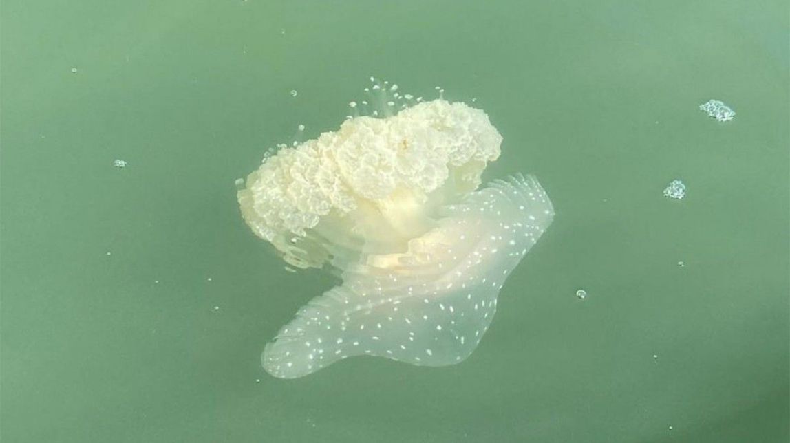 L'espectacular medusa de punts blancs torna al Delta de l'Ebre