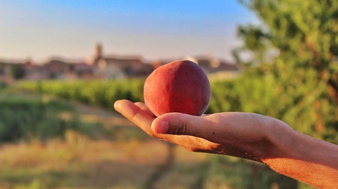 Moció en suport als productors de fruita dolça de la Ribera d'Ebre