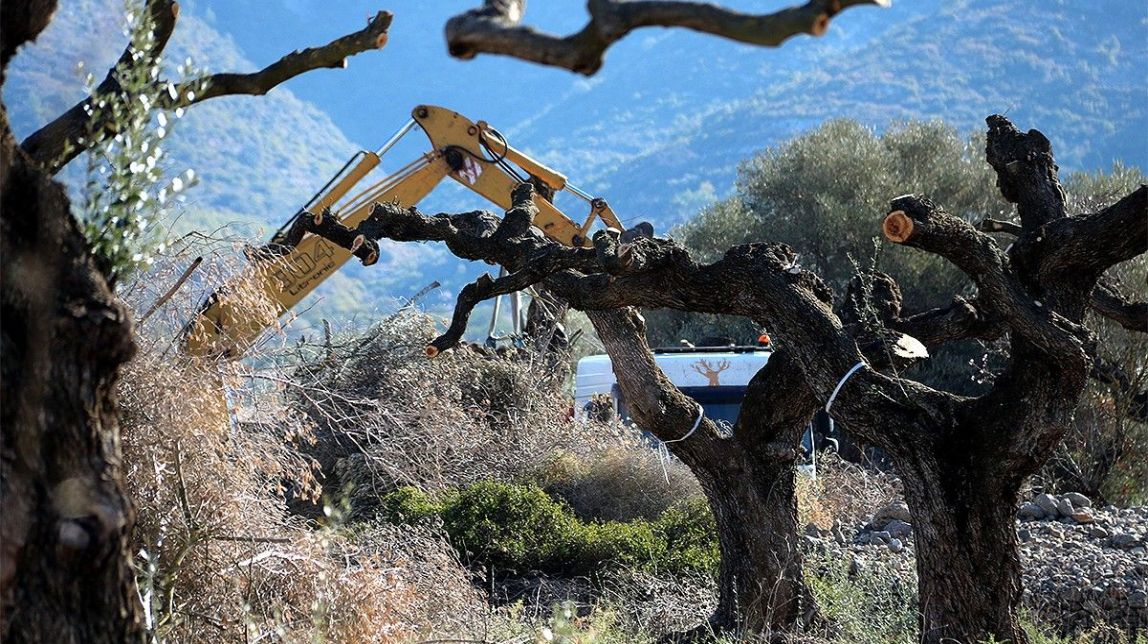 Unió de Pagesos i les cooperatives temen que la protecció de les oliveres monumentals en restringisca el conreu