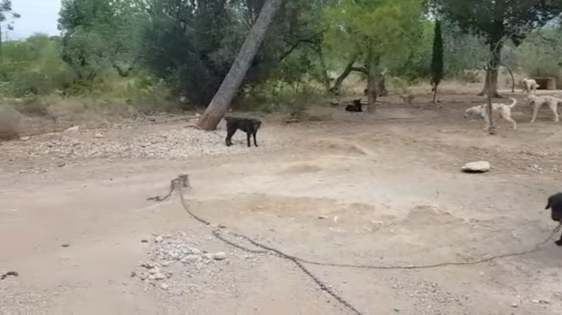 La Guàrdia Civil localitza diversos gossos mal nodrits a Tortosa i els cedeix a 