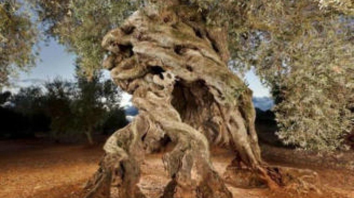 L'espoli d'oliveres centenàries, a les ofertes de segona mà d'internet