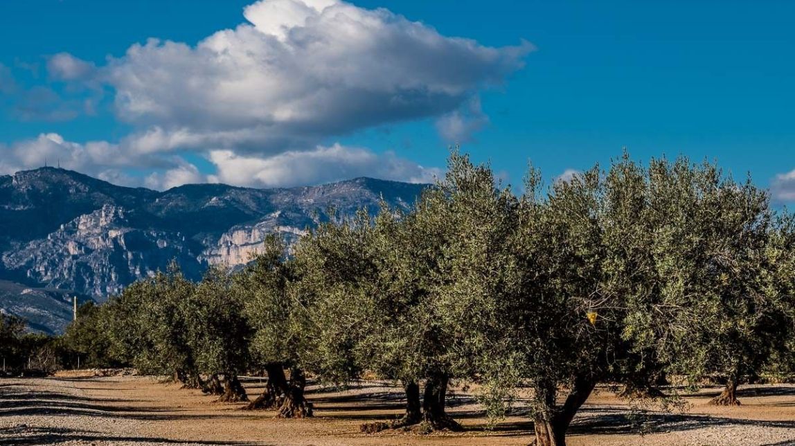 La sequera provocarà pèrdues superiors al 50% en olivera a les Terres de l'Ebre