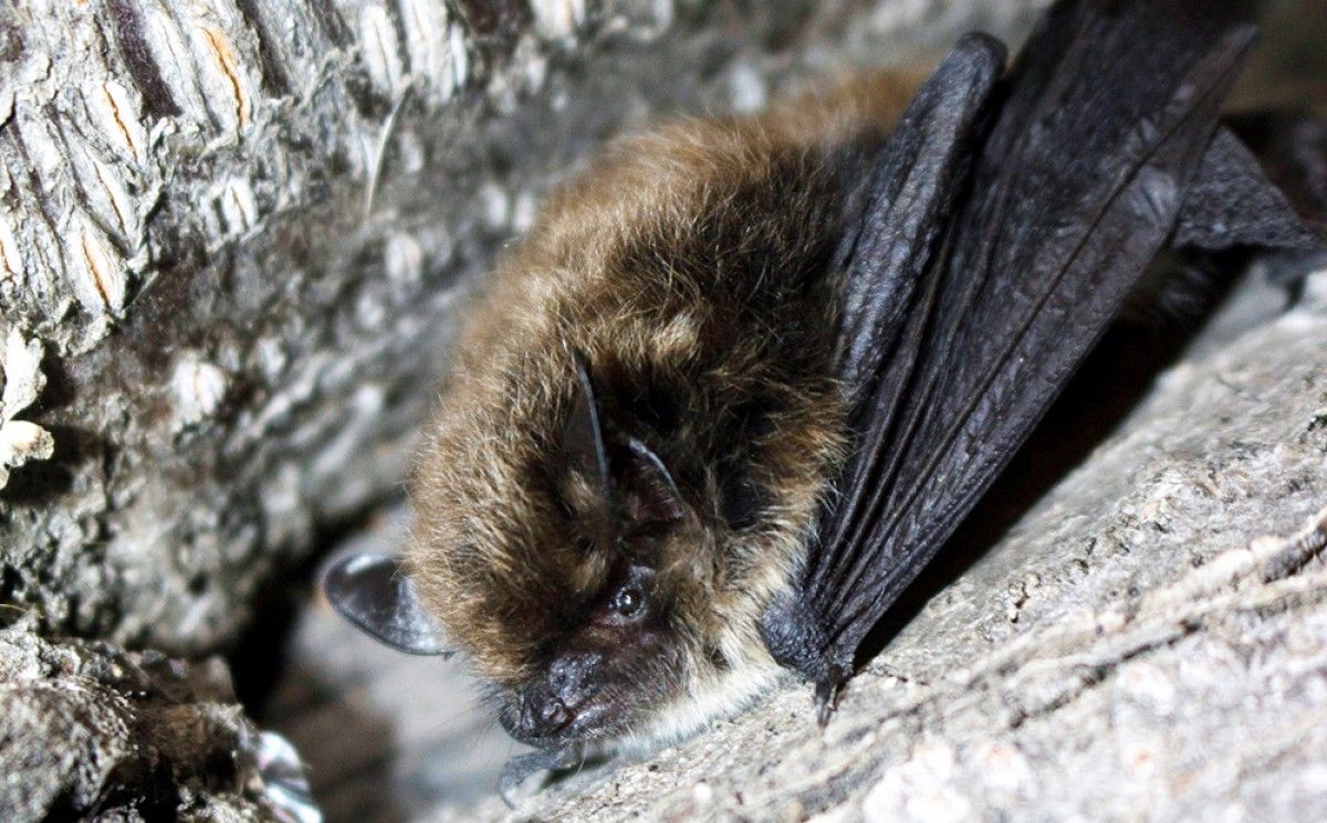 Reus organitza un bioblitz per descobrir i identificar les diferents espècies de ratpenats