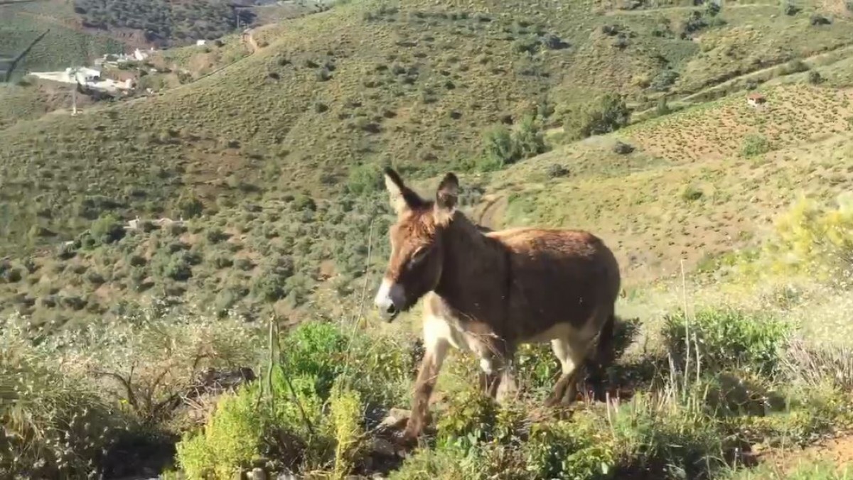 VÃDEO El commovedor retrobament d'una burra amb el seu amo