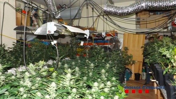 Desmantellada una plantació de 331 plantes de marihuana en un garatge d’una casa a Bigues